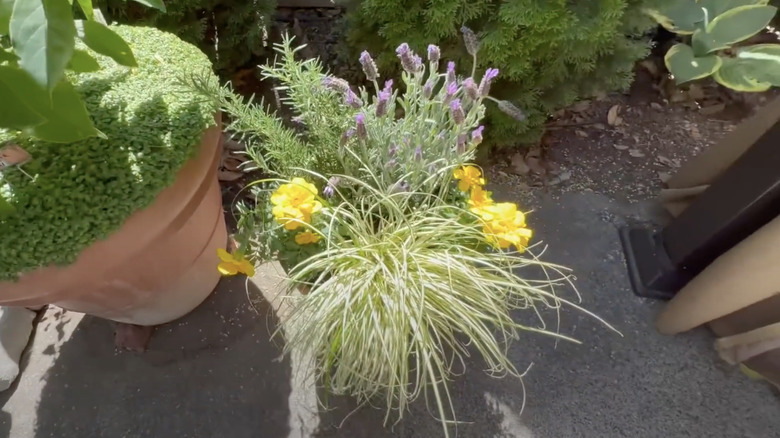 Mosquito repelling plants overflow the edges of a large plastic nursery planter sitting outside on the patio.