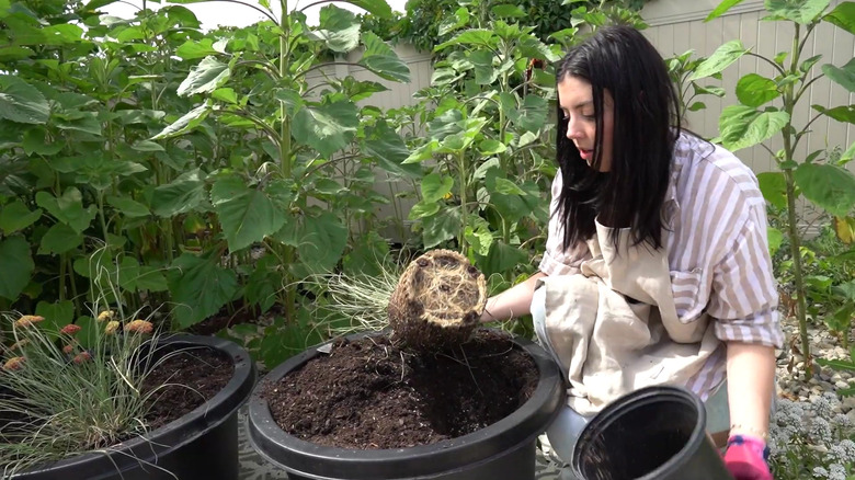 A woman plants native plants inside a large plastic nursery pot.