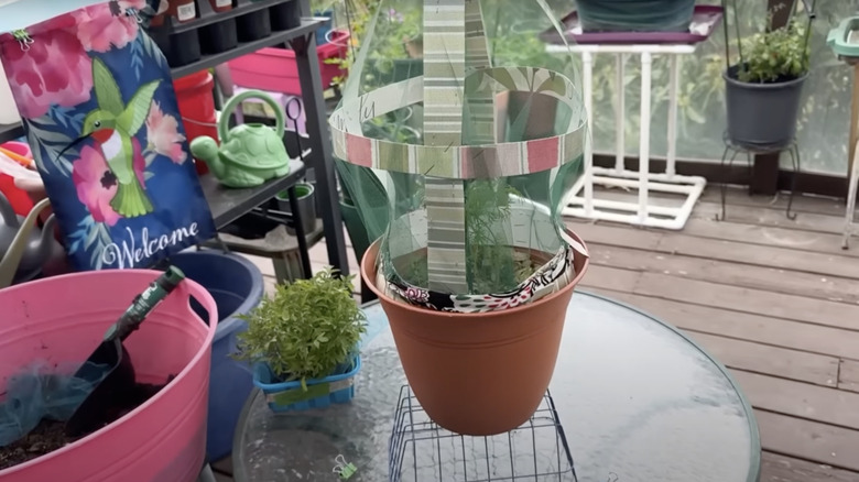 A dome made from placemats and netting sits atop a plastic nursery planter to protect the seedling planted inside.