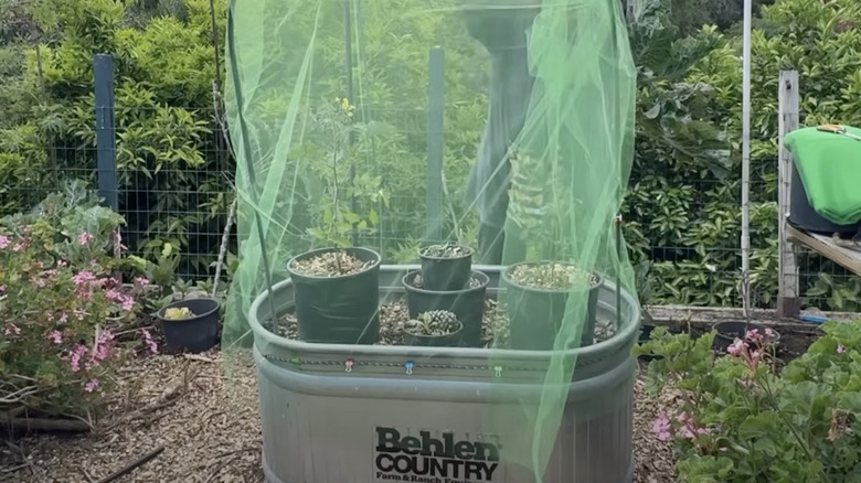Tomato plants planted inside plastic planters with the bottoms cut out set inside a raised garden bed that's netted.