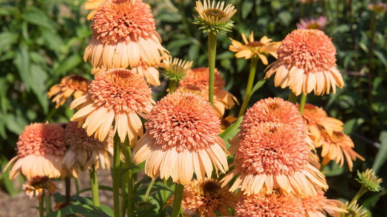 'Supreme Cantaloupe' echinacea in garden.