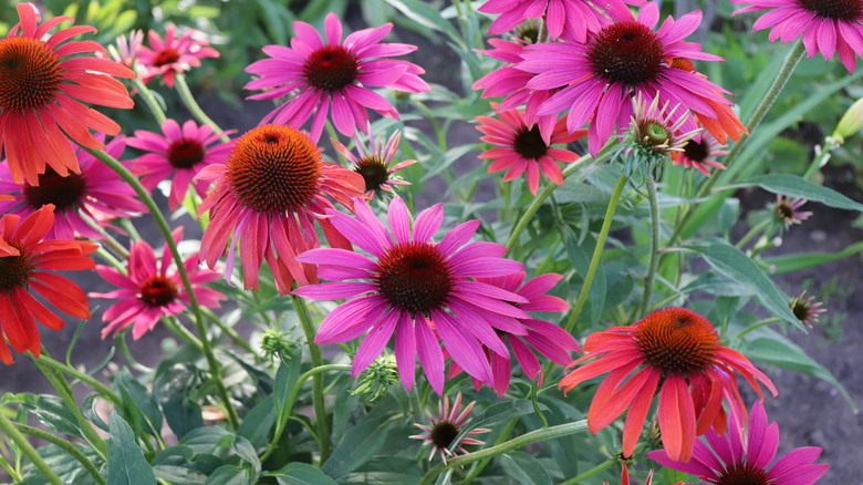 Mixed colors of 'Cheyenne Spirit' coneflower.