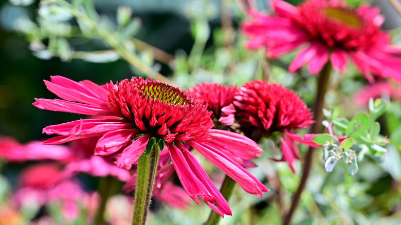 Bright pink-red 'Delicious Candy' echinacea.