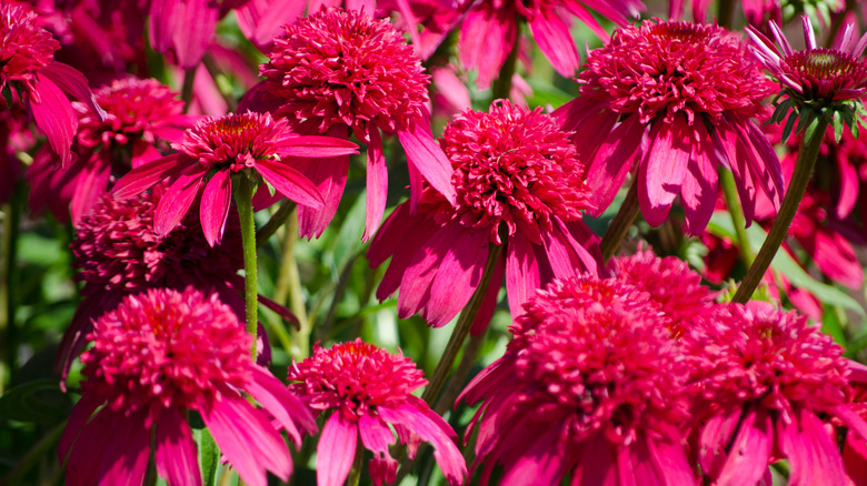 'Double Scoop Cranberry' coneflowers in bloom.