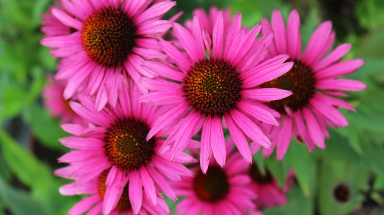 Bright pink 'Fatal Attraction' coneflower.