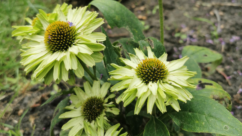 'Green Jewel' echinacea in garden.