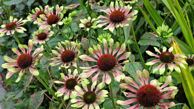 'Green Twister' coneflower in garden.