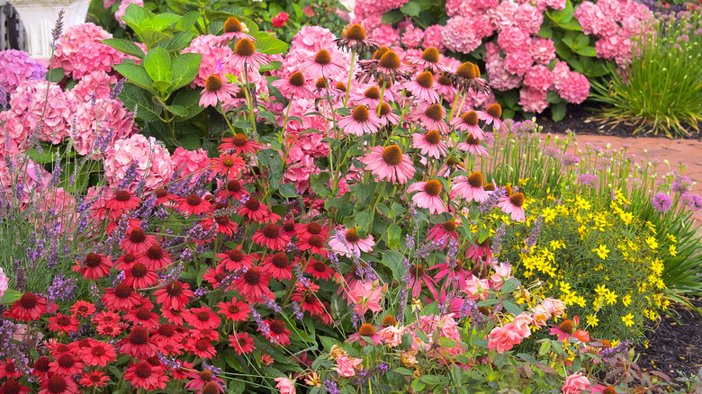 Pink and red echinacea in garden.