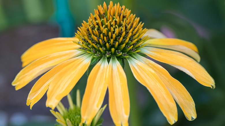 Single 'Mellow Yellows' coneflower in garden.