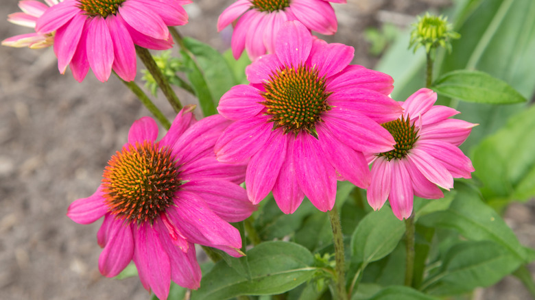 'Pow Wow Wild Berry' in bloom.