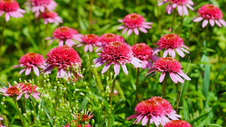 Pink 'Raspberry Truffle' coneflowers in meadow.