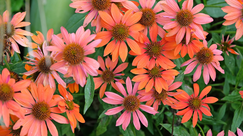 Blooming 'Sombrero Adobe Orange' coneflowers in garden.