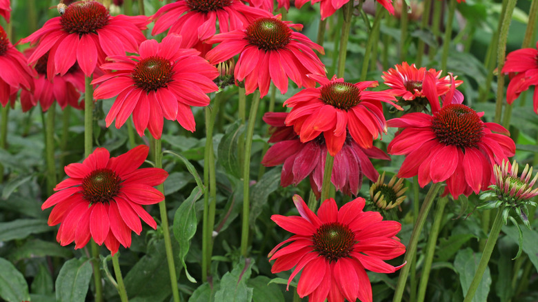 'Sombero Salsa Red' coneflowers in bloom.