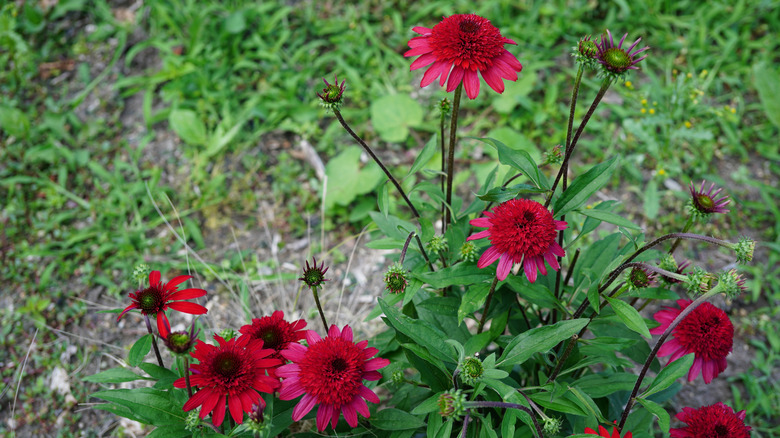 'Sunny Days Ruby' red coneflowers.