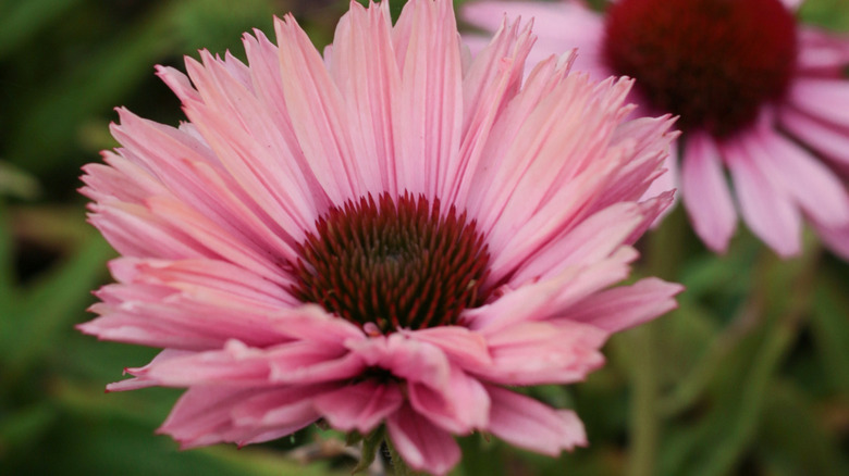 Light salmon pink 'Sunseekers Salmon' coneflower.