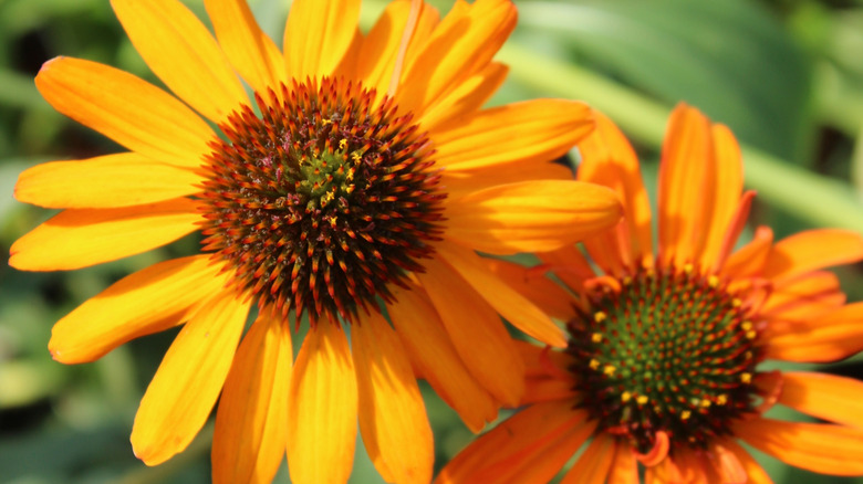 Bright orange 'Tiki Torch' coneflowers.