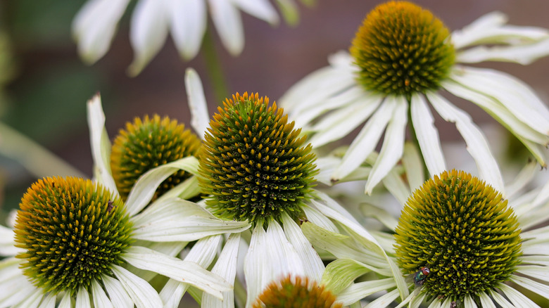 'White Swan' coneflowers in bloom
