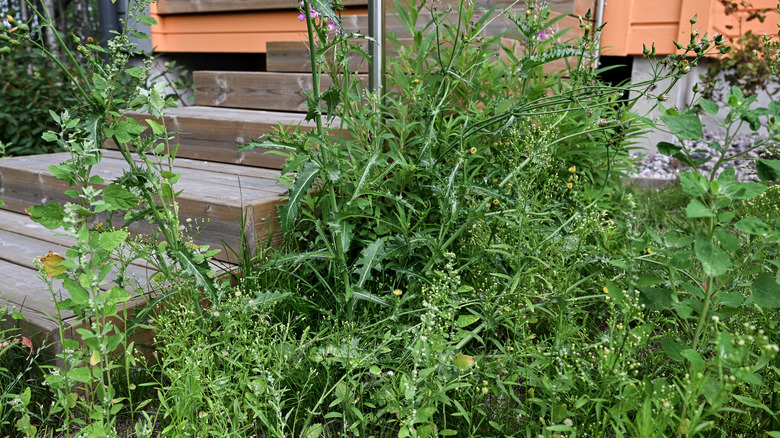 Front porch with tall weeds