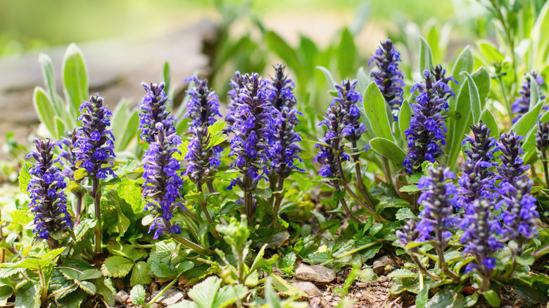 Bugleweed (Ajuga reptans) in a spring garden