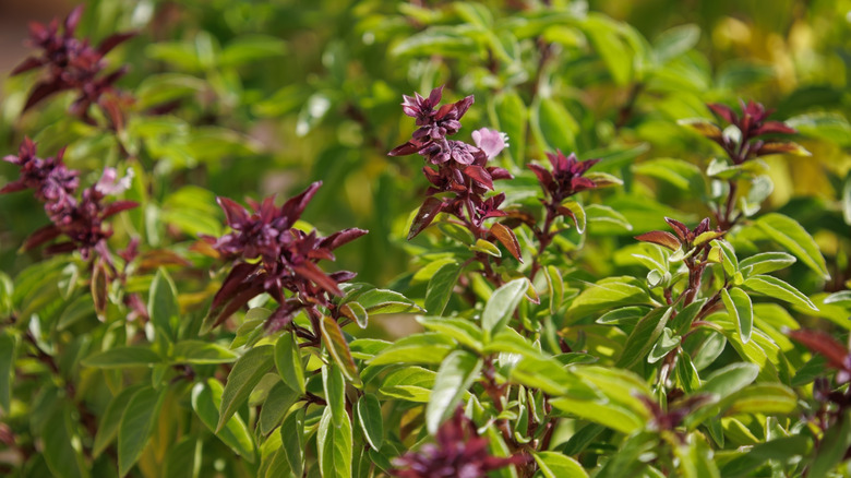 Basil blooms with purple flowers in autumn