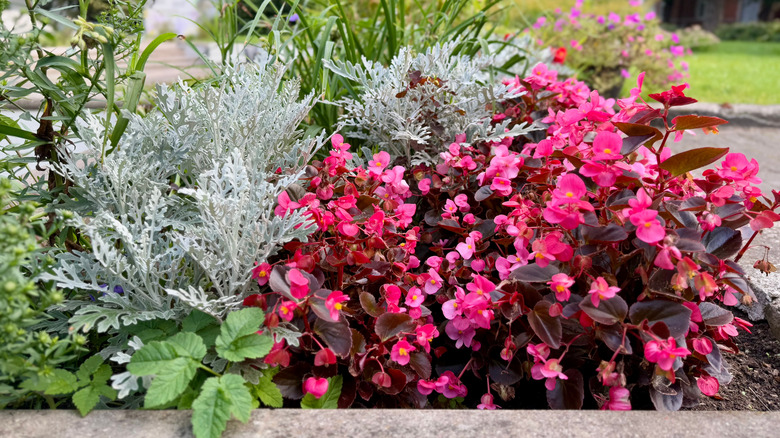 Vibrant flowerbed with pink begonias and silver dusty miller