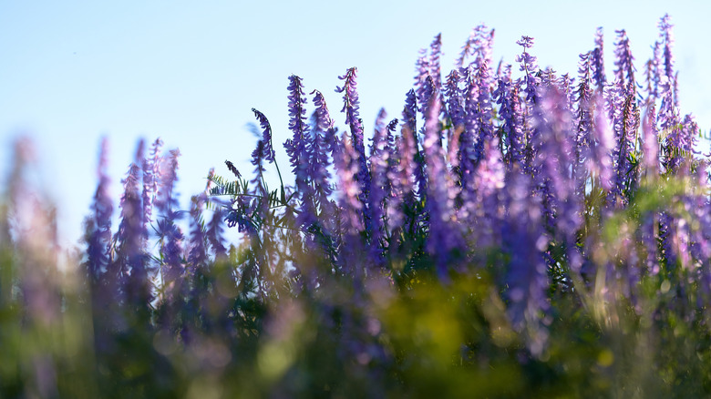 Close-up of purple sage flowers blooming