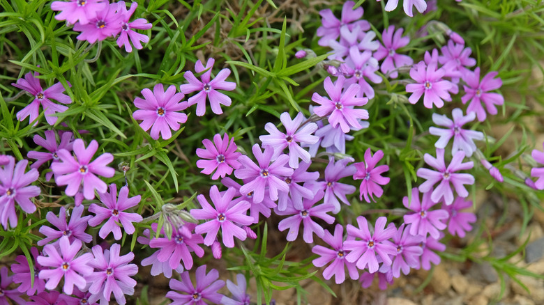 Creeping phlox 'Purple Beauty' in flower.