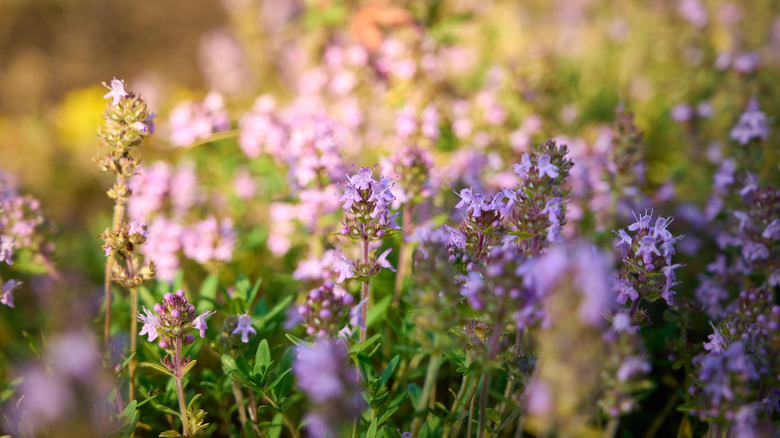 Pink flowers of thyme growing in a field