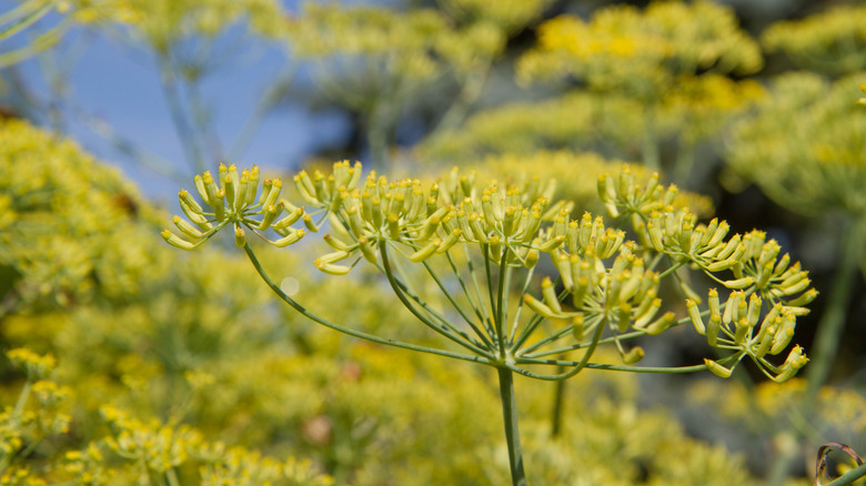 A fennel plant growing in a garden