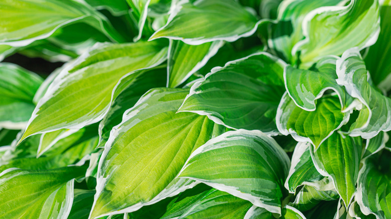 Lush variegated hosta leaves.