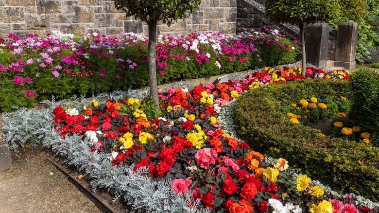 Flowerbed with dusty miller and various flowers