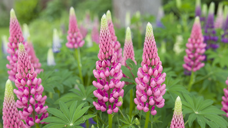 Lupines with pink flowers growing in a garden