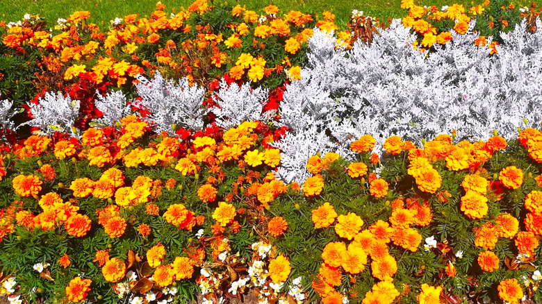 Marigolds planted with dusty millers