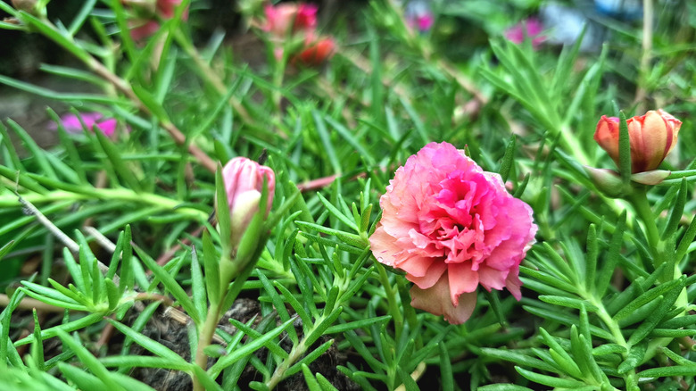 Moss rose pink flower blooming in garden