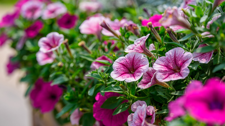 Close-up of pink petunia flowers in early summer