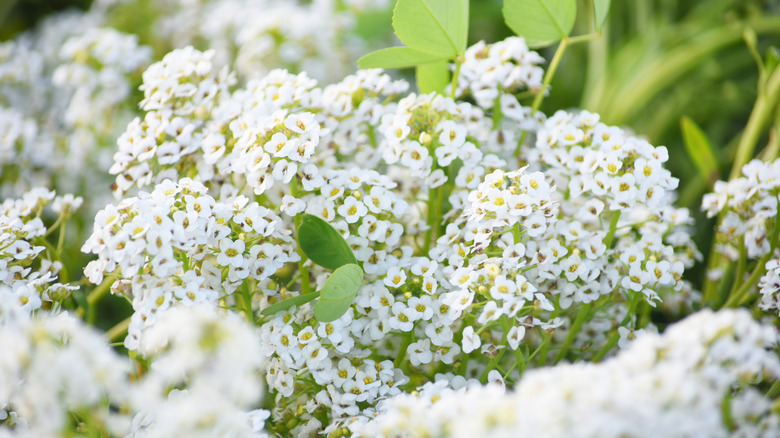 Sweet alyssum blooming in a garden