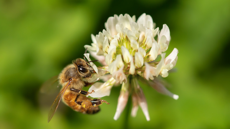 A honeybee feeds on nectar from a white clover