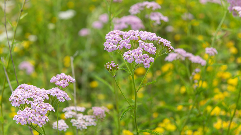 Blooms of the ornamental yarrow "Pink Grapefruit"