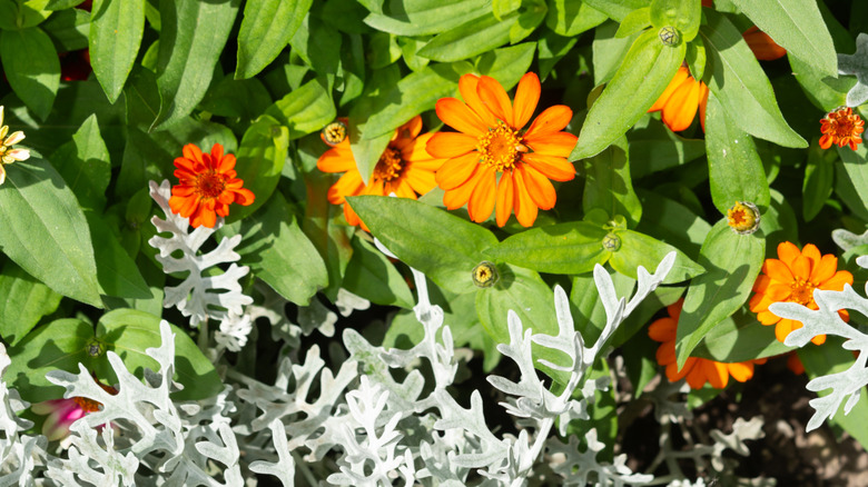 Top-down view of zinnias and dusty miller
