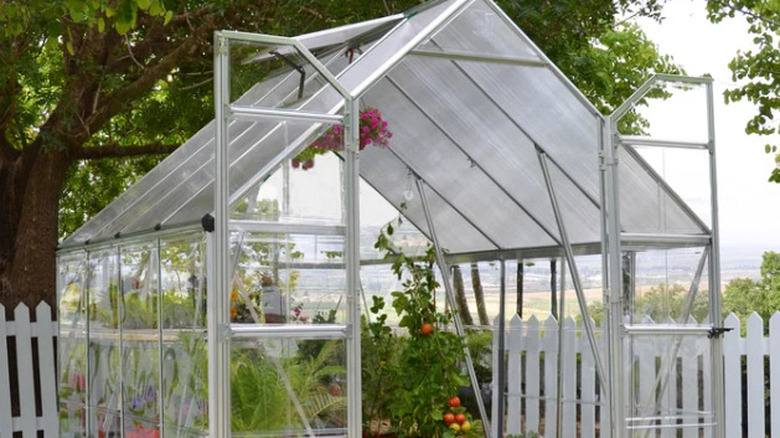 Canopia by Palram Balance greenhouse with plants inside and a large tree in the background