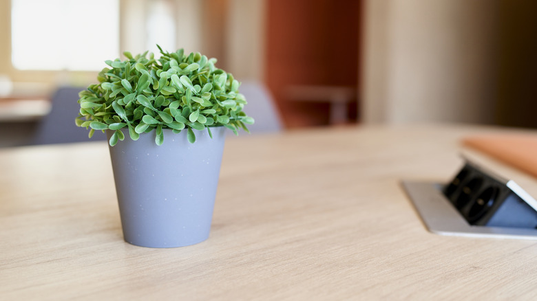 Small imitated green plant on a desk