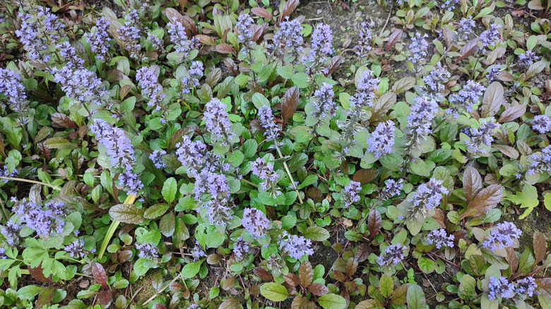 Purple flowers on bronze leaves