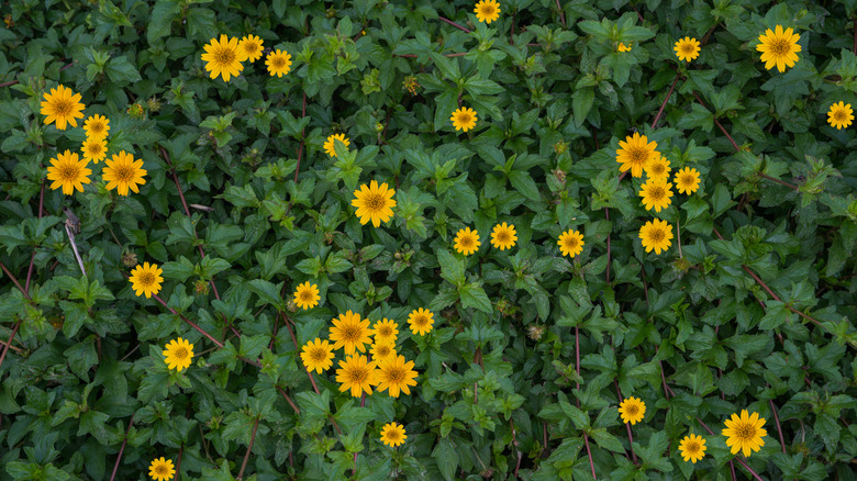 Small yellow flowers on green foliage