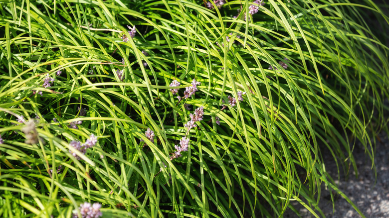 Grassy plant with purple flowers