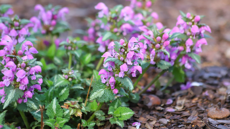 Purple dead nettle flower clusters