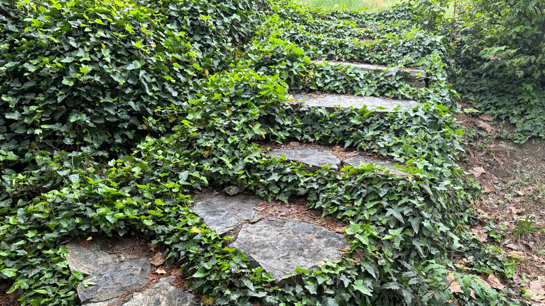 Ivy growing over stone walkway