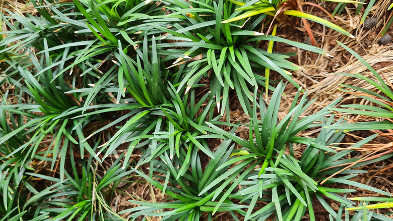 Small grassy shrubs