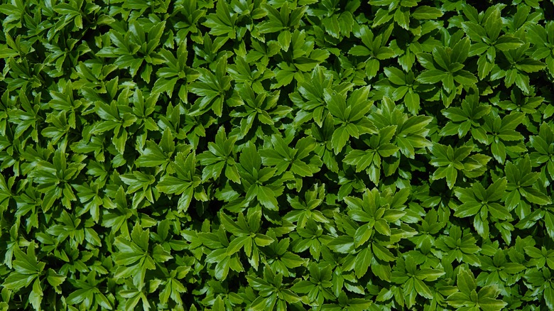 dark green foliage