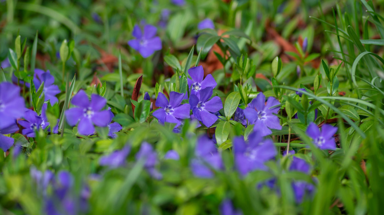 Up close periwinkle flowers