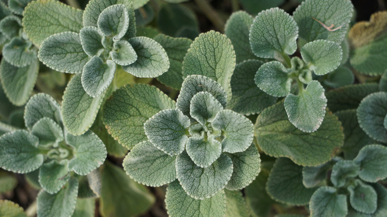 Pale green foliage